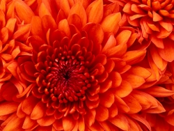 Close up of crysanthemum