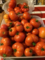 ripe tomatoes (188x250).jpg